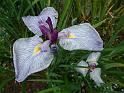 Iris sp 